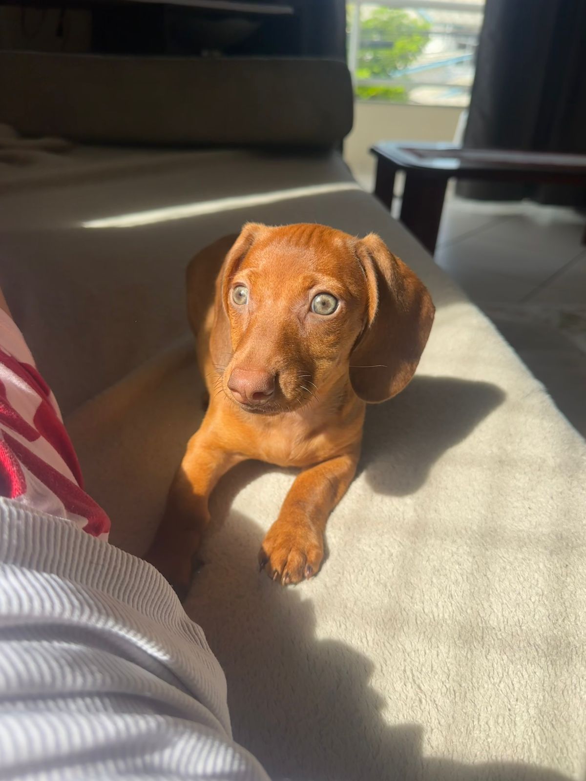 Adorable dachshund puppy with a pink toy